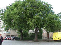 Mvc-050s.jpg (52220 bytes)